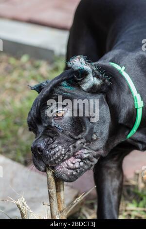 Cane-corso cucciolo con orecchie tagliate passeggiate sul prato Foto Stock