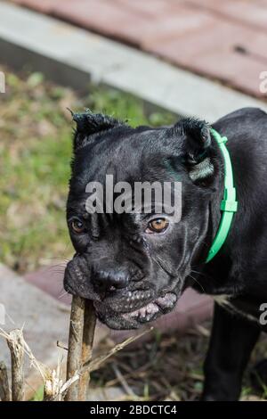 Cane-corso cucciolo con orecchie tagliate passeggiate sul prato Foto Stock