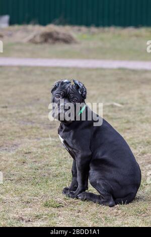 Cane-corso cucciolo con orecchie tagliate passeggiate sul prato Foto Stock