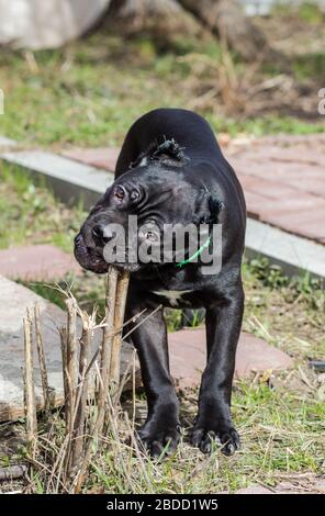 Cane-corso cucciolo con orecchie tagliate passeggiate sul prato Foto Stock