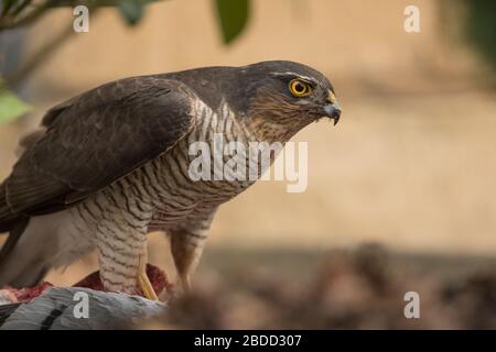 Un primo piano di una donna adulta Sparrowhawk europeo (Accipiter nisus) in preda, preso in una strada residenziale a Prestbury, Cheltenham, Inghilterra. Foto Stock