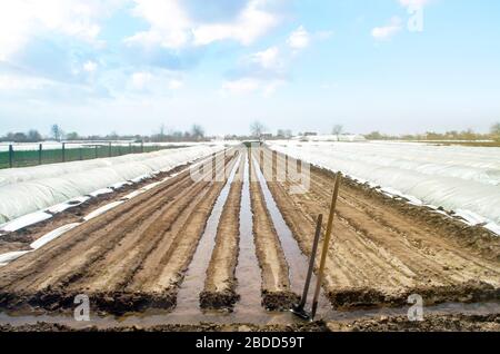 Annaffiatura filari di piantagioni di carote in modo aperto. Irrigazione copiosa pesante dopo semina semi. Nuova stagione di piantare di agricoltura. Moisturize suolo e stim Foto Stock