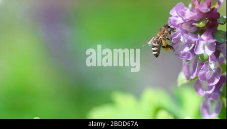 L'ape raccoglie nettare sui fiori di Corydalis Foto Stock