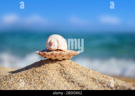 Conchiglie sulla spiaggia sullo sfondo del mare e il cielo blu in una calda giornata di sole. Concetto estivo Foto Stock