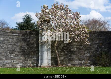 Un albero di magnolia nei Giardini National War Memorial, Dublino, Irlanda. Foto Stock