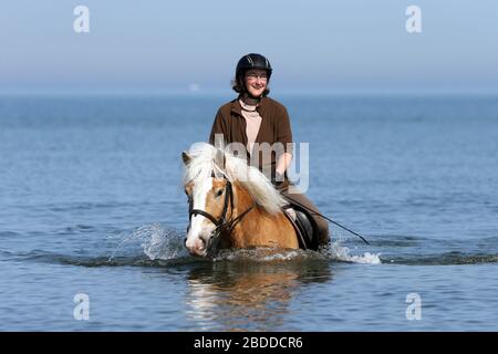 28.04.2018, Dierhagen, Meclemburgo-Pomerania occidentale, Germania - giovane donna sta cavalcando il suo Haflinger nel Mar Baltico. 00S180428D181CAROEX.JPG [MODELLO Foto Stock