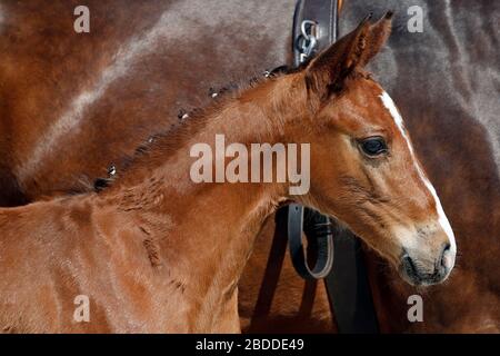 26.05.2018, Graditz , Sassonia, Germania - Warmblood foal in ritratto. 00S180526D614CAROEX.JPG [VERSIONE MODELLO: NON APPLICABILE, VERSIONE PROPRIETÀ: NON APP Foto Stock