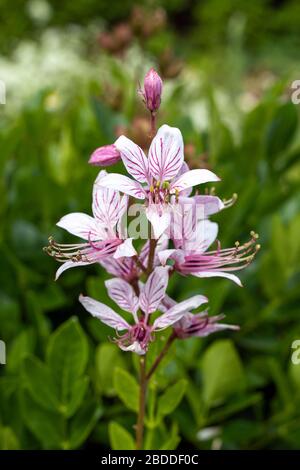 Vista ravvicinata di Dictamnus albus, cespuglio di Mosè, ardente cespuglio bianco e fiori rosa venati su sfondo naturale sfocato. Messa a fuoco selezionata. Bellezza di n Foto Stock