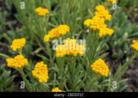 Vista ravvicinata dell'arenarium di helichrysum, dell'immortel, del nano everlast fiori gialli soleggiati su sfondo naturale sfocato. Messa a fuoco selezionata. Bellezza della natura, Foto Stock