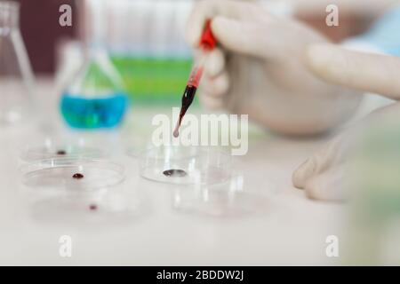 Mani del ricercatore in laboratorio che gocciola un campione di sangue in una piastra Petri. Concentrarsi sul contagocce. Foto ravvicinata. Foto Stock