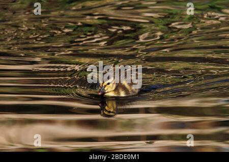 Yorkshire, Regno Unito, 08 aprile 2020, giovane anatroccolo godendo di una nuotata al sole. Credit: Richard Asquith/Alamy Live News. Foto Stock