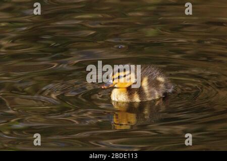 Yorkshire, Regno Unito, 08 aprile 2020, giovane anatroccolo godendo di una nuotata al sole. Credit: Richard Asquith/Alamy Live News. Foto Stock