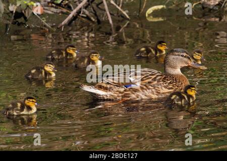 Yorkshire, Regno Unito, 08 aprile 2020, Ducklings con la loro madre. Credit: Richard Asquith/Alamy Live News. Foto Stock