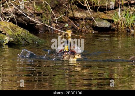 Yorkshire, Regno Unito, 08 aprile 2020, Male mallard insegue un anatroccolo. Credit: Richard Asquith/Alamy Live News. Foto Stock