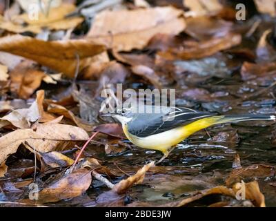 Un wagtail grigio giapponese, Motacilla cinerea, attraversa un torrente poco profondo in un parco forestale vicino a Yokohama, Giappone. Foto Stock