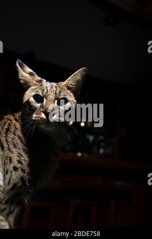 Arrabbiato savana gatto ritratto Foto Stock