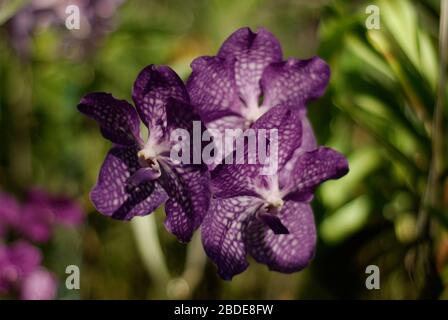 Fiore viola di orchidee in giardino botanico in Thailandia, Asia. Foto Stock