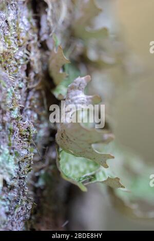 Lobaria pulmonaria, o di rovere lungwort rari licheni nel primario del bosco di faggio che cresce sulla corteccia di alberi vecchi Foto Stock