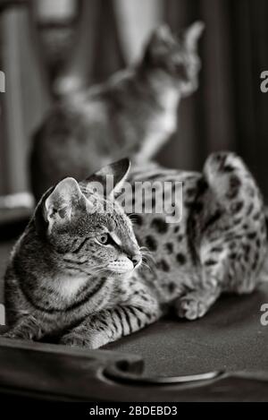 Savannah gatto lounging su un tavolo da biliardo con un secondo gatto fuori fuoco seduto sullo sfondo Foto Stock