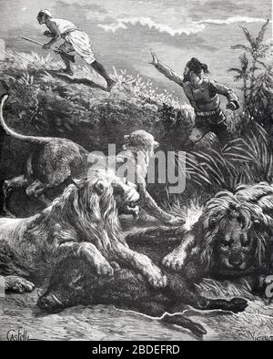 Caccia ai leoni o caccia ai leoni Pig o Hog selvaggi in Africa. Vintage o Old Illustration o Engraving 1887 Foto Stock