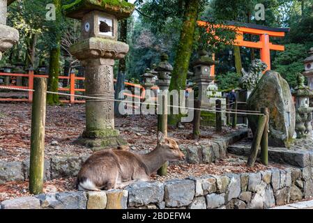 Cervi nel Grande Santuario Kasuga, Area Parco di Nara. Qui, i cervi si muovono liberamente nei templi e nei parchi. Prefettura di Nara, Giappone Foto Stock