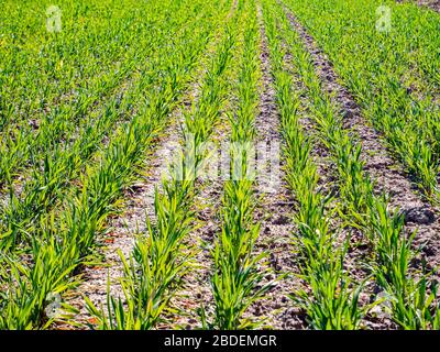 File verdi di tiri invernali in un campo agricolo in primavera. Foto Stock