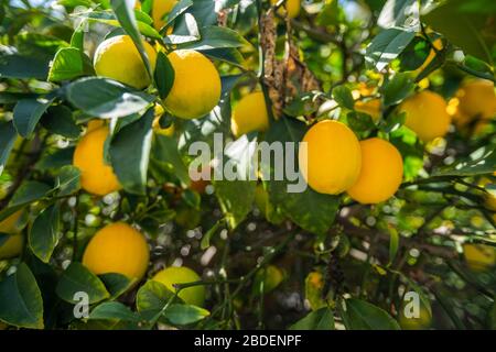 Limoni maturi su albero Foto Stock