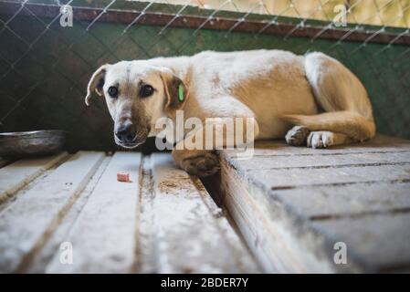 Ritratto di cane spaventato in ricovero animale Foto Stock