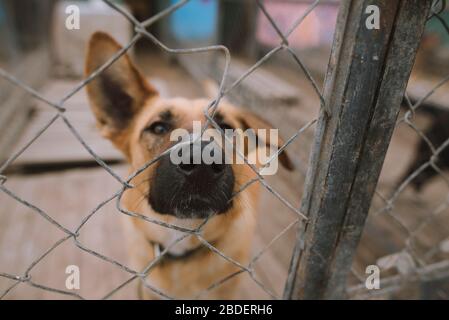 Ritratto di cane dietro recinzione in rifugio animale Foto Stock