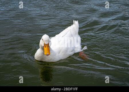 Grande bianco pesante americano Aylesbury peking pekin anatre livello dell'acqua vista ravvicinata. Donald Duck look a-likes Foto Stock