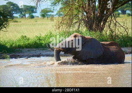 Una giovane elefante femmina che si falla in un buco d'acqua e si gode la vita Foto Stock