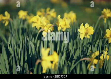 Primo piano di narciso giallo brillante patch in aprile Foto Stock