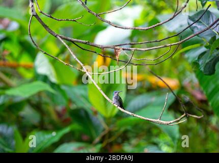 Un uccello smeraldo andino maschio (Amazilia franciae) nel suo ambiente naturale a Mindo, Ecuador. Appare nelle Ande della Colombia, Ecuador e Perù. Foto Stock