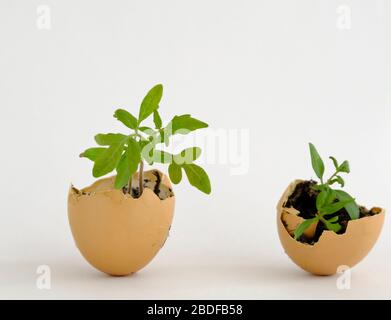 Piantine di pomodoro 'Tumbling Tom Red' che crescono in gusci vuoti Foto Stock