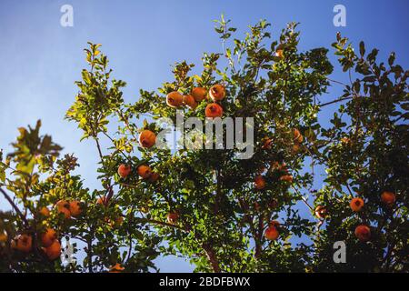 Deliziosa frutta melograna su sfondo verde. Foto Stock