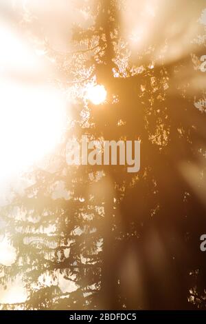 Forte sole arancione che splende attraverso i rami dell'albero Foto Stock