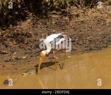 Dipinto Stork alimentare in uno stagno fangoso in Sri Lanka Foto Stock