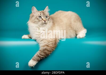 Studio fotografico del gatto mascherato neva su sfondo colorato Foto Stock