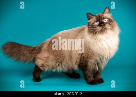 Studio fotografico del gatto mascherato neva su sfondo colorato Foto Stock