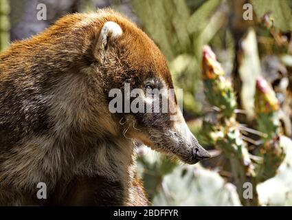 Ritratto dei coatimundi al sole scattato al colossale Cave Mountain Park in Arizona. Foto Stock