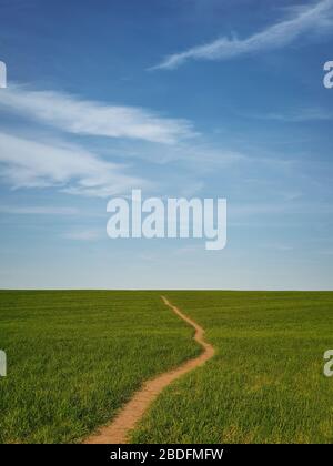 Sentiero stretto attraverso un campo di grano verde crescente sotto un cielo blu. Primavera naturale orientamento verticale sfondo minimalista. Scena tranquilla con un Foto Stock