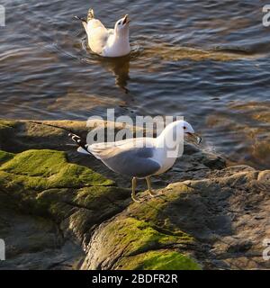 L'hanno e non hanno. Due gabbiani comuni, Larus canus, combattevano contro il pesce. Il perdente è infelice. Foto Stock