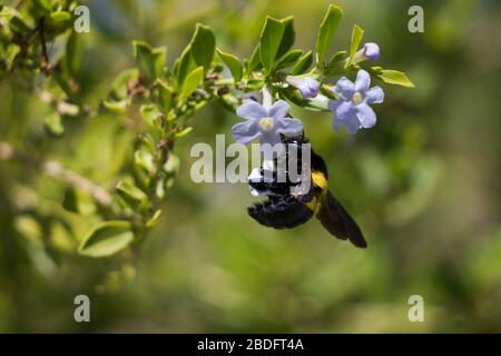 Bumble ape seduta su un piccolo bush fiore bianco, vista laterale Foto Stock