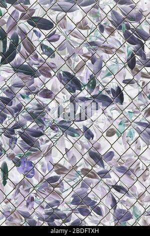 Immagine invertita di cespuglio alloro e foglie dietro la recinzione chainlink Foto Stock