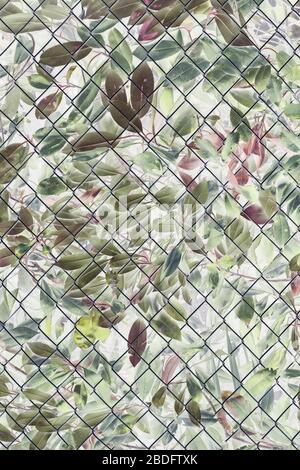 Immagine invertita di cespuglio alloro e foglie dietro la recinzione chainlink Foto Stock