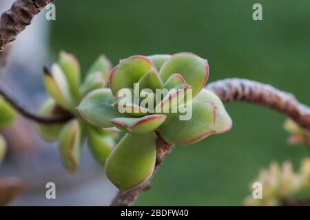 Pianta succulente primo piano di pianta testa che cresce su un ramo Foto Stock