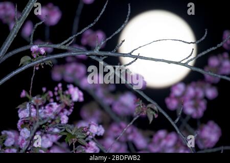 "Rosa" aprile Supermoon 2020 Foto Stock