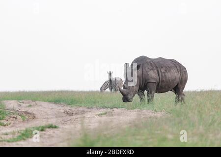 Un rinoceronte bianco, Ceratotherium simum, attraversa una radura con zebra sullo sfondo, Equus quagga Foto Stock