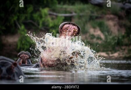 Un ippopotamo, anfibio, solleva la testa dall'acqua e apre la bocca, spruzzando Foto Stock