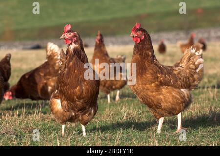 Galline a portata libera su un'unità avicola, Cumbria, Regno Unito. Foto Stock